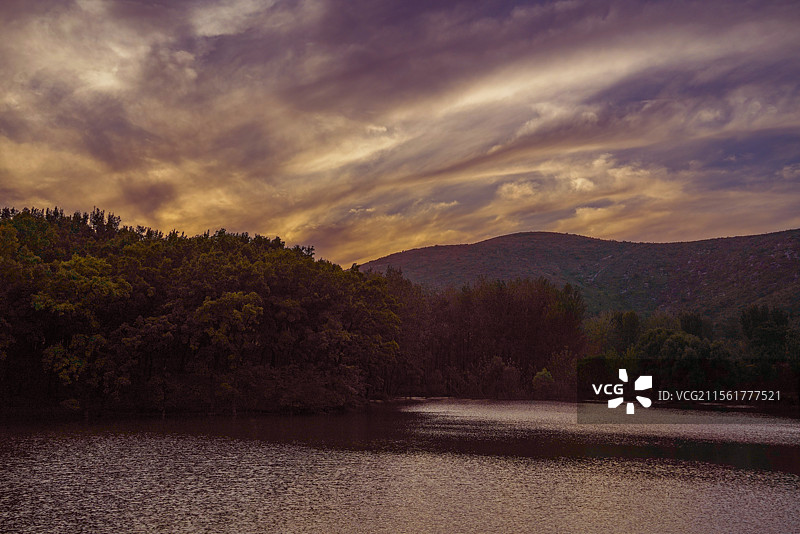 安徽萧县百年橡树林图片素材