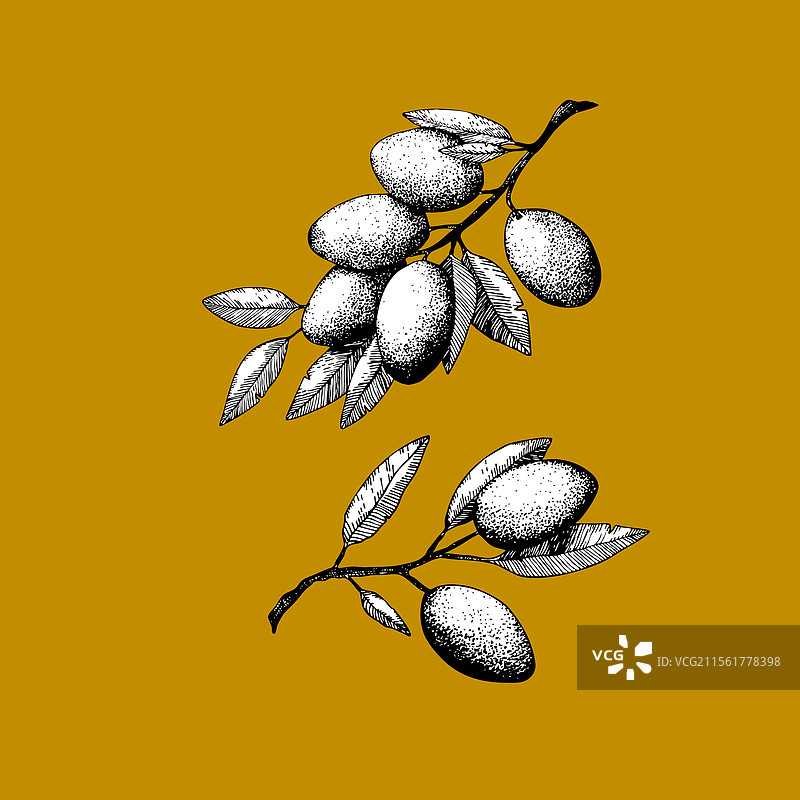 黑白橄榄枝素描纹身橄榄图片素材