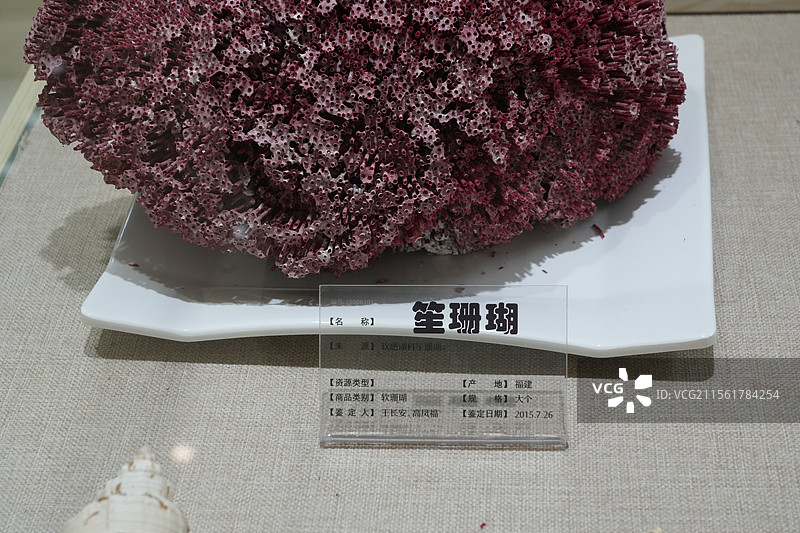 笙珊瑚图片素材