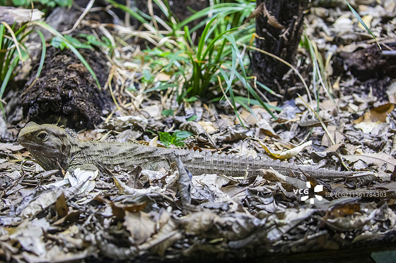 喙头蜥 (Sphenodon punctatus)是新西兰最为濒危的保护物种之一图片素材