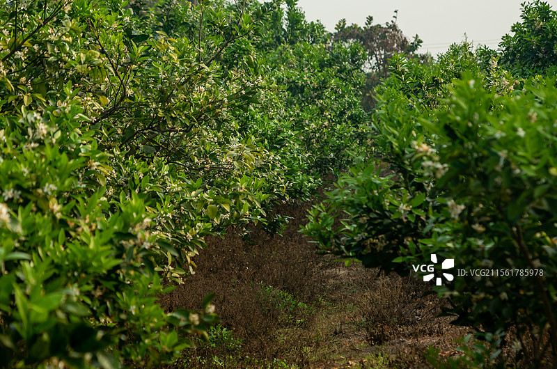 湛江红江橙花图片素材