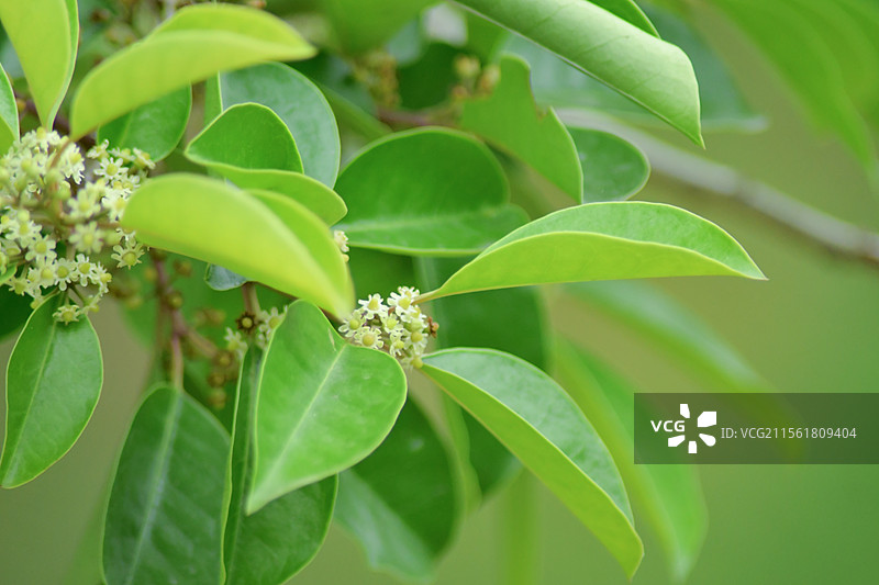 常见中药材-铁冬青的绿色雌雄花图片素材
