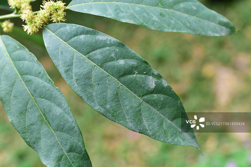 樟科植物黑木姜子的雌雄花图片素材