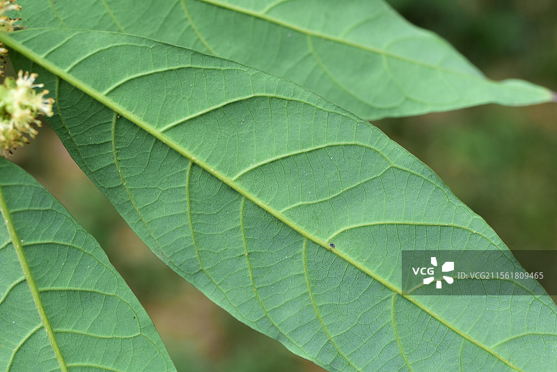 樟科植物黑木姜子的雌雄花图片素材