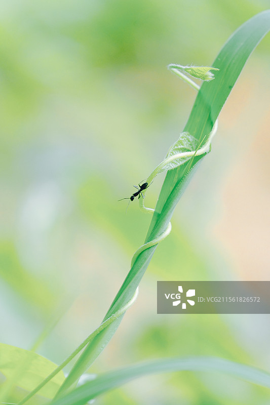 在大自然中随心遛达的小黑蚂蚁。自然风光背景图图片素材