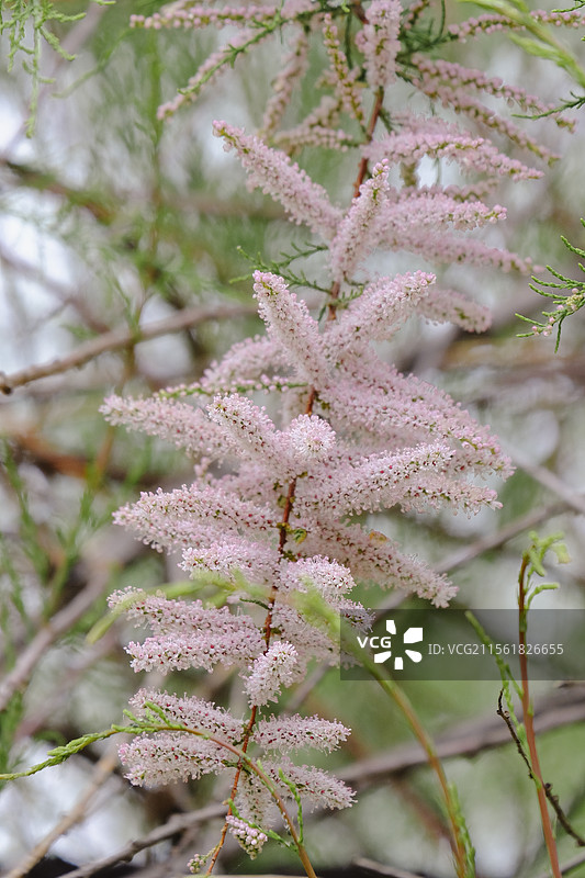 柽柳。三春柳图片素材