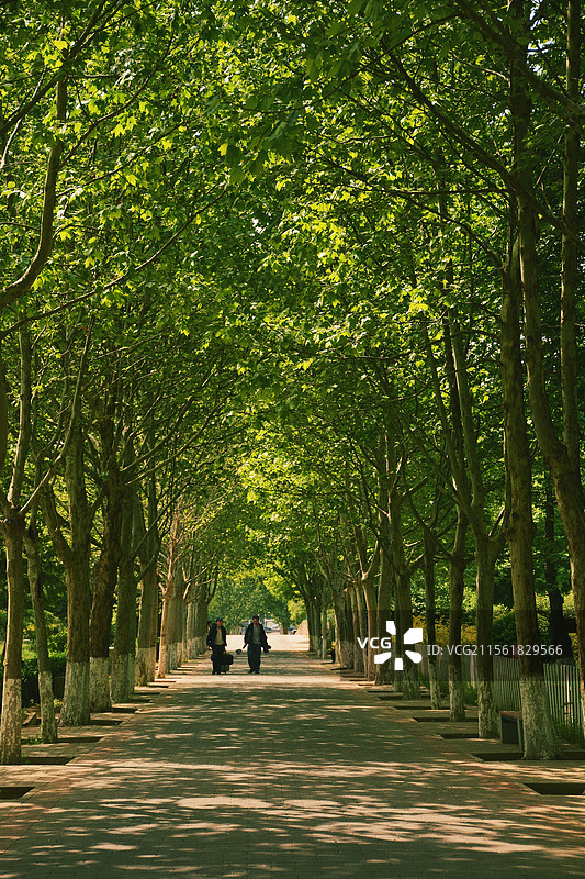 密林街道图片素材