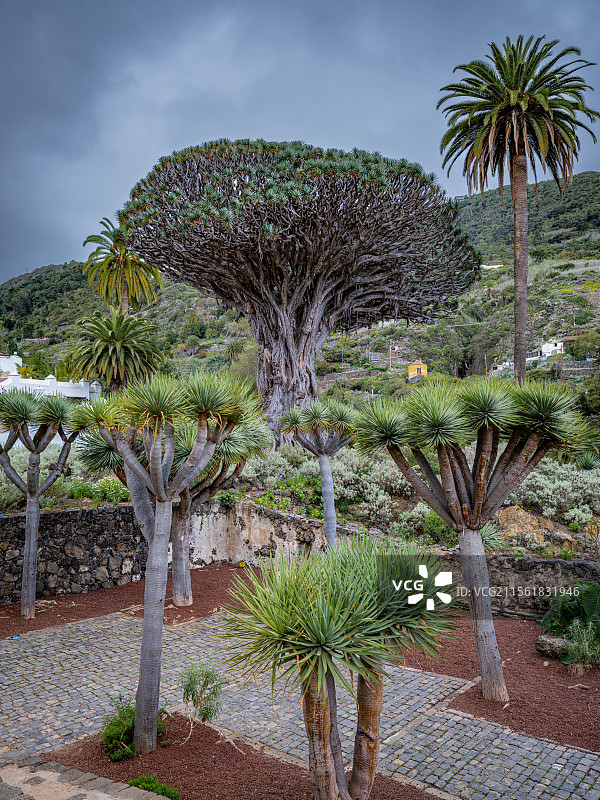 特内里费龙血树图片素材