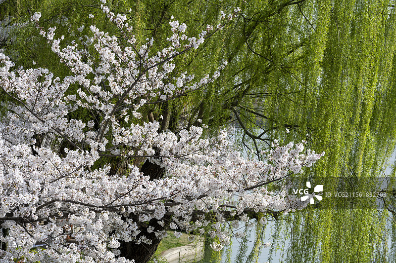 白色樱花绽放绿色柳树春天自然风光图片素材