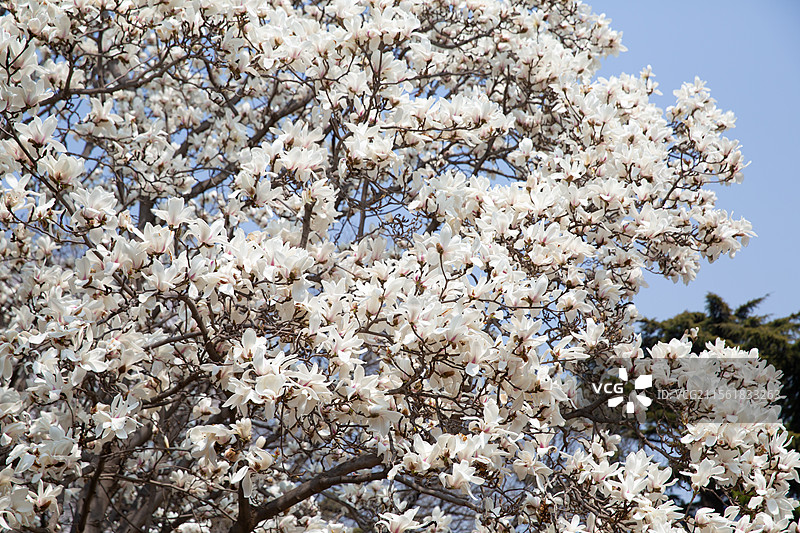 玉兰花开满树图片素材