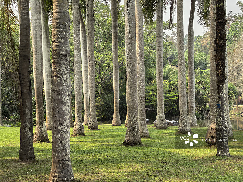 棕榈园图片素材