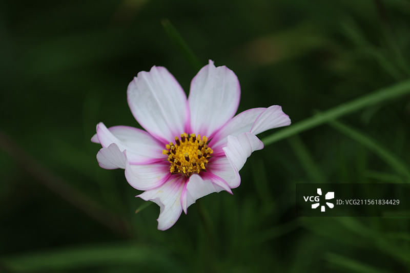 秋英福州福清石竹山图片素材