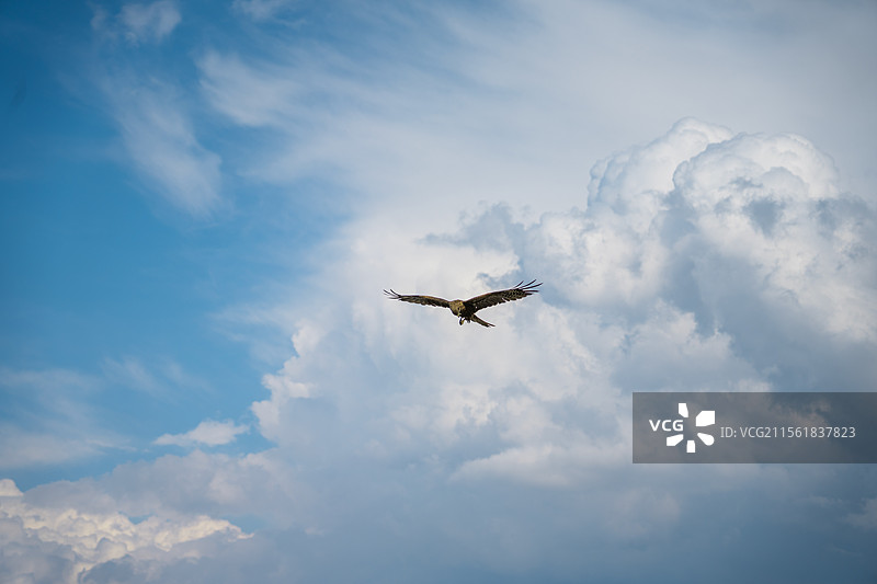 新疆老鹰盘旋雄鹰翱翔鸟类秃鹫猛禽图片素材