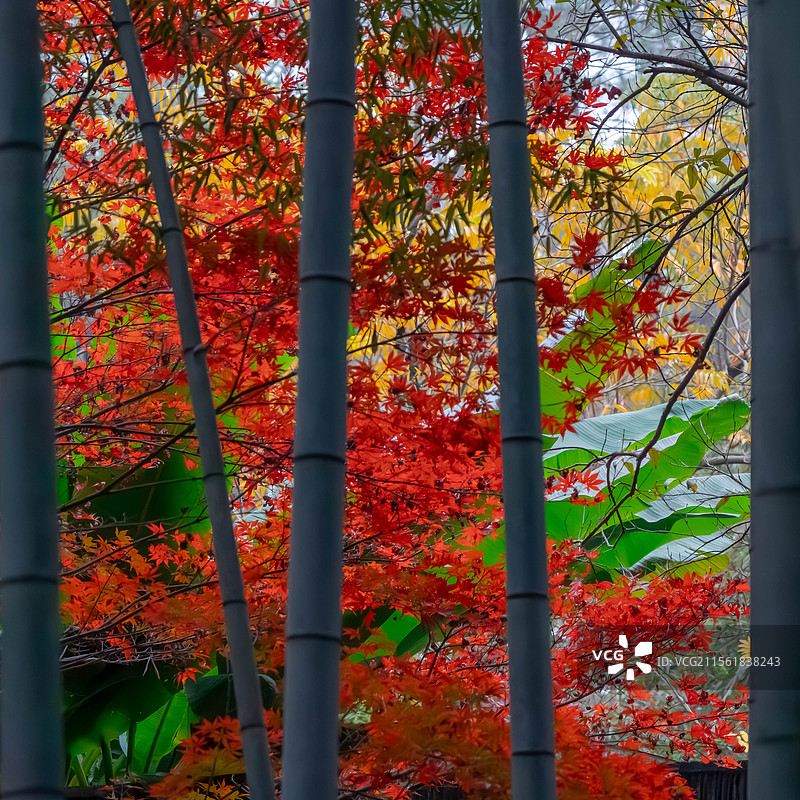 西湖秋景图片素材