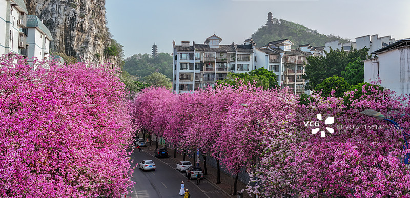 广西柳州市蟠龙山公园紫荆花盛开图片素材