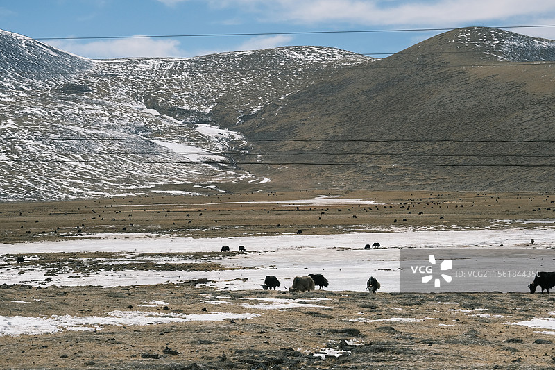 贡德林草原图片素材