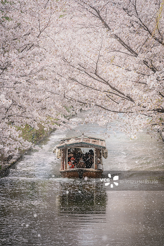 伏见十石头舟樱吹雪图片素材