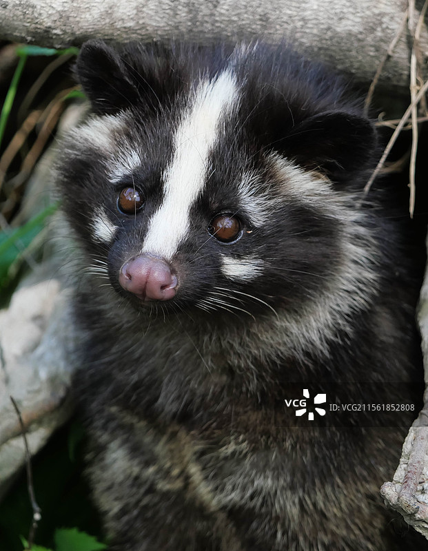 雌性果子狸脸部特写图片素材
