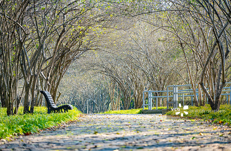 琼树初芽 三月初春时节琼花树的枝干上长出微小的绿色嫩芽 上海浦东世纪公园植物图鉴图片素材