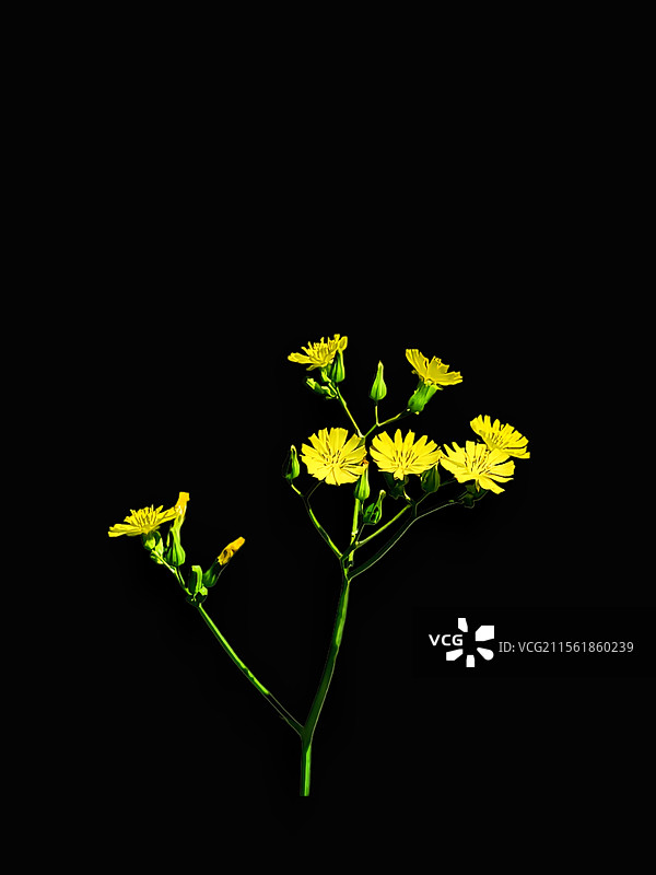 黄鹌菜图片素材