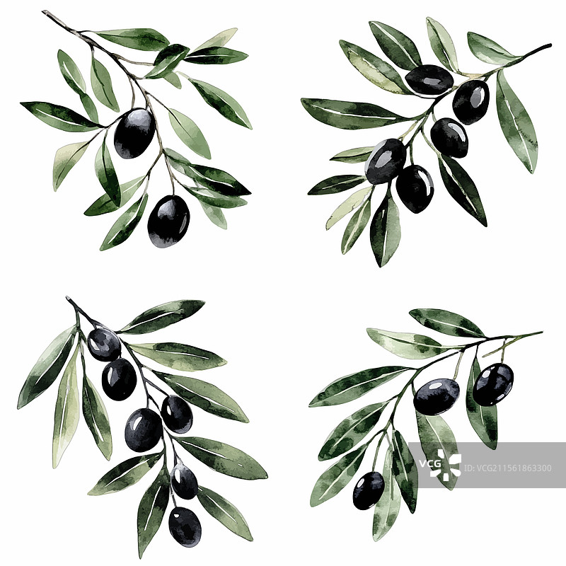 手绘水彩橄榄枝与叶子图片素材