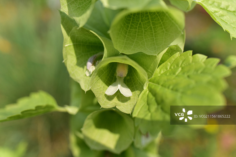 中西亚特产花卉-贝壳花Moluccella laevis图片素材