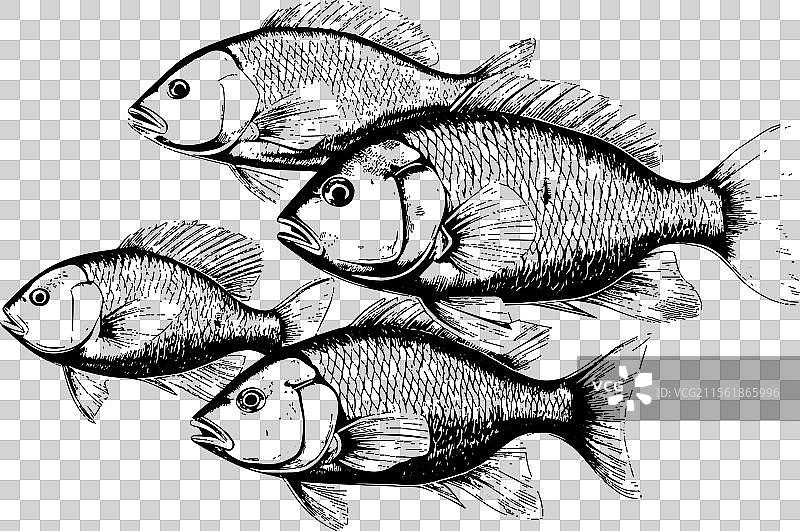 手绘雕刻的鱼群，孤立在背景上图片素材