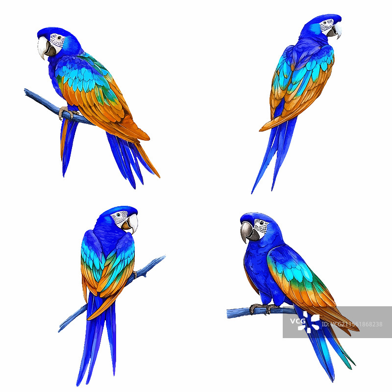 手绘水彩鹦鹉模板概念图片素材
