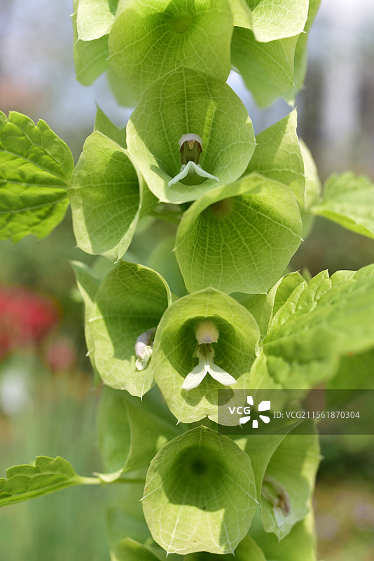 中西亚特产花卉-贝壳花Moluccella laevis图片素材