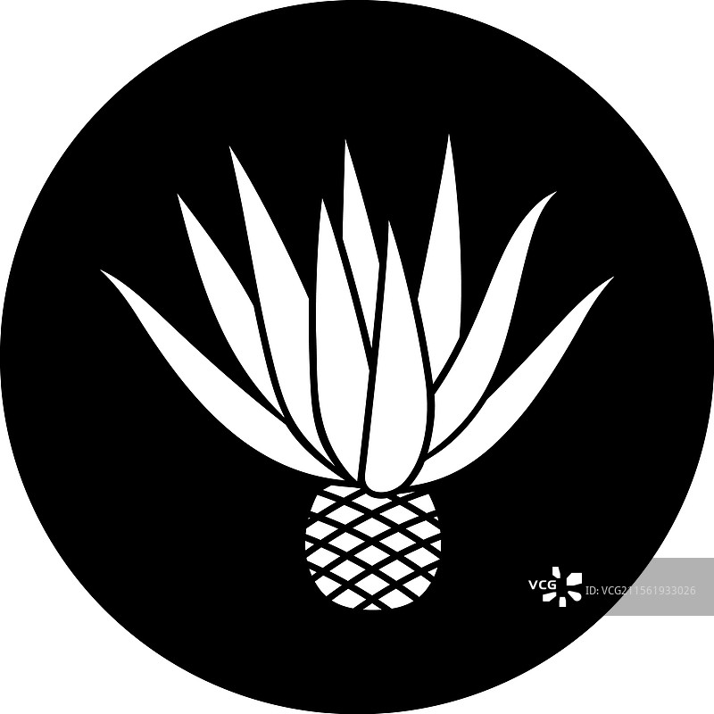 龙舌兰图片素材