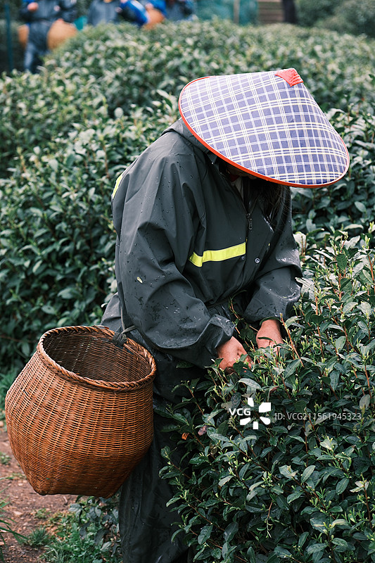 春日烟雨朦胧  采茶-摄于杭州十里锒铛图片素材