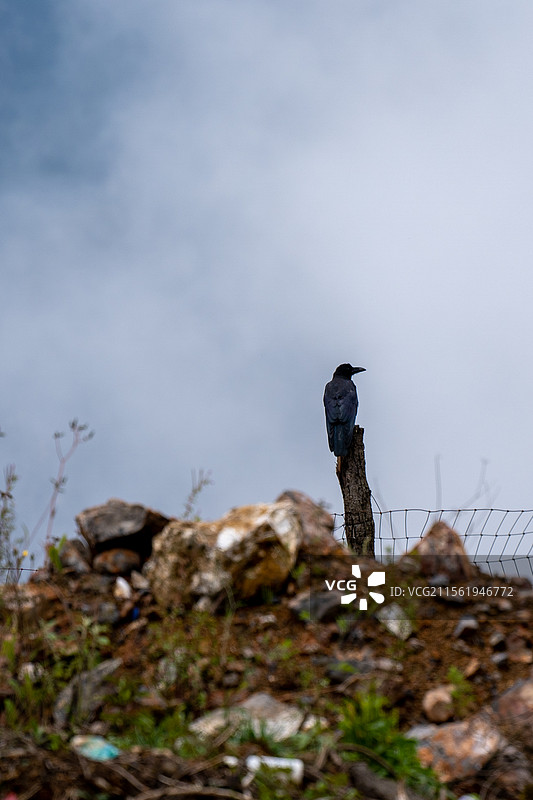 乌鸦图片素材
