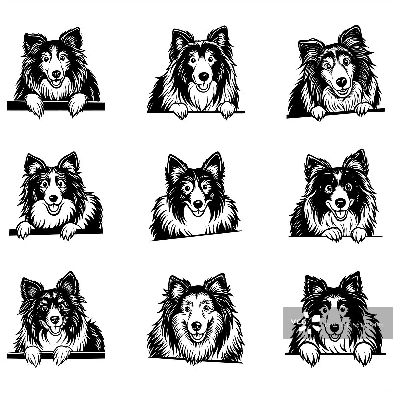 偷看中的粗毛牧羊犬图片素材