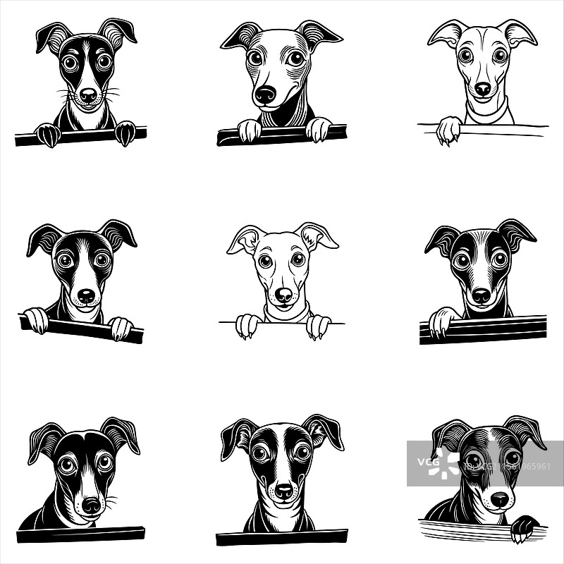 偷看的惠比特犬图片素材