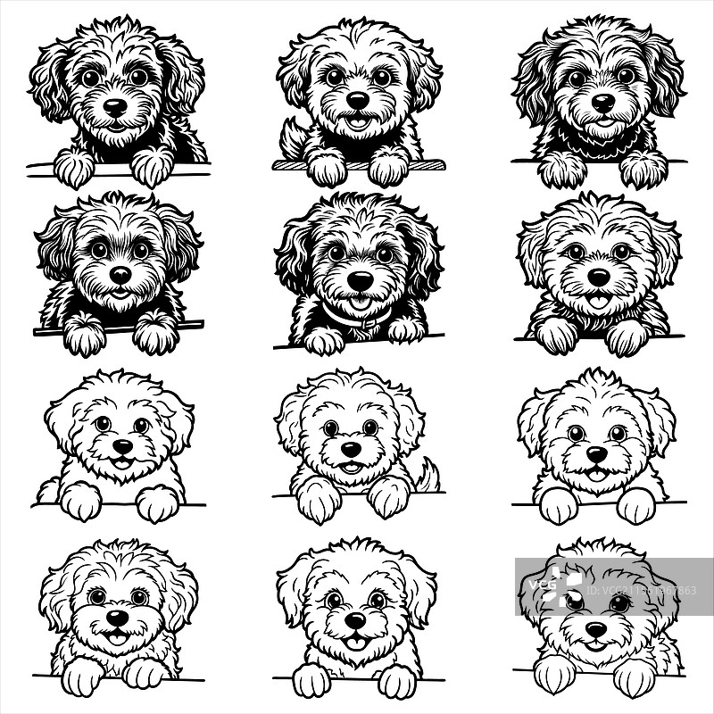 偷看的比熊犬图片素材