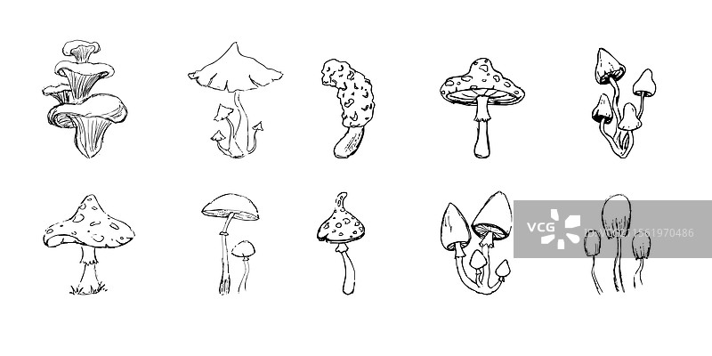 幻想森林中的蘑菇素描涂鸦画图片素材