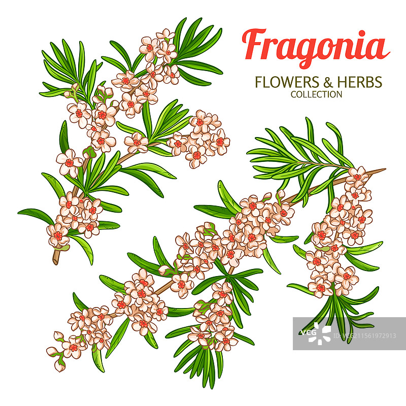 带花的弗拉戈尼亚树枝轮廓图片素材