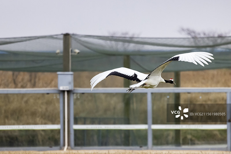丹顶鹤空中飞翔图片素材
