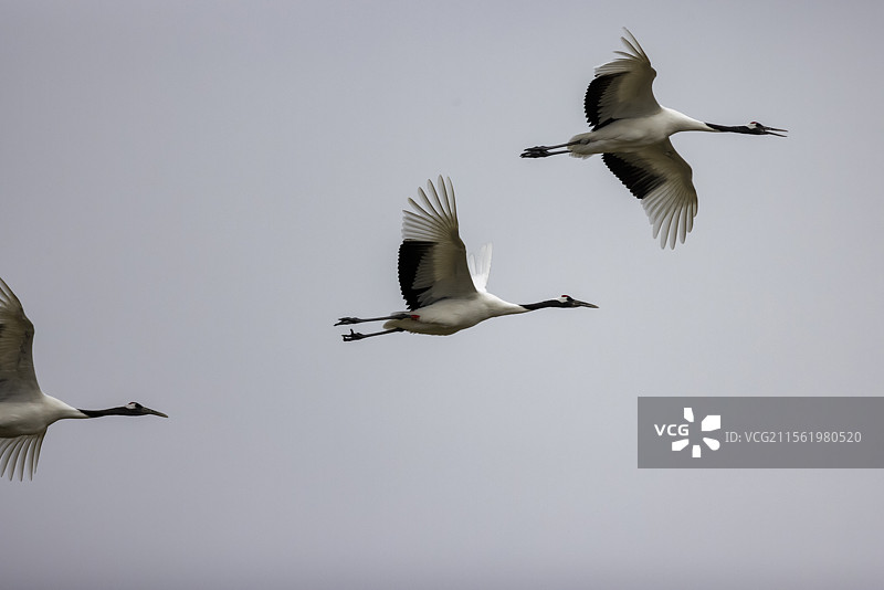 丹顶鹤空中飞翔图片素材