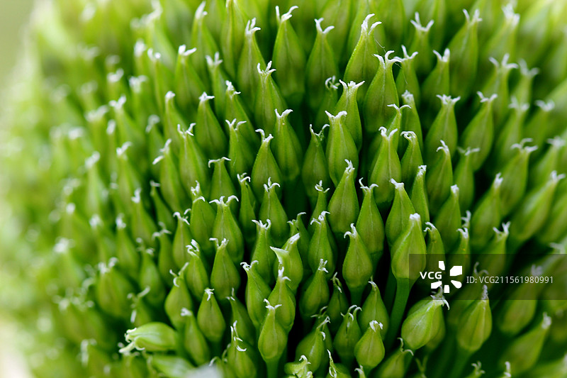 大葱开花图片素材