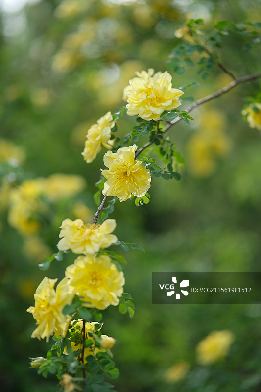 黄刺玫（Rosa xanthina Lindl.）是蔷薇科蔷薇属的直立灌木。图片素材