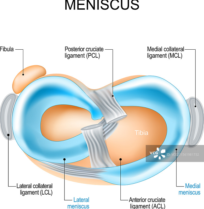膝关节解剖中的半月板结构图片素材
