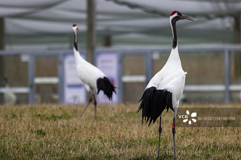 丹顶鹤栖息在草地上图片素材