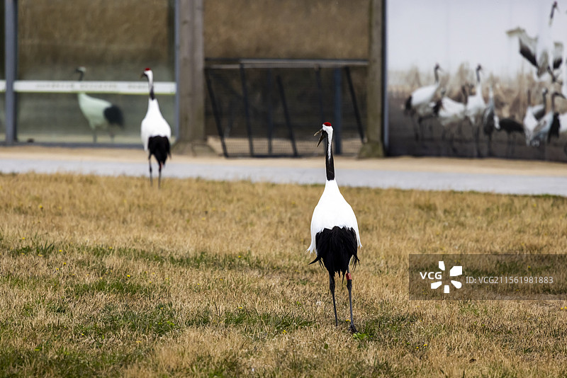 丹顶鹤栖息在草地上图片素材