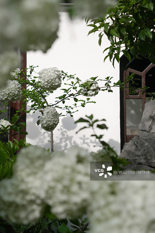 上海桂林公园中国江南古典园林春季植物木绣球图片素材