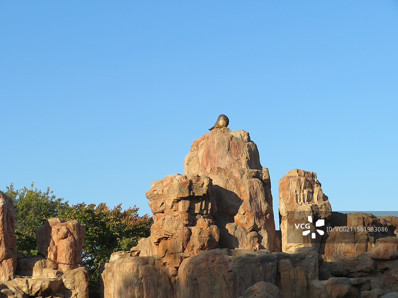 长春市动植物公园猴山上的一只猴子沐浴在阳光里孤独图片素材