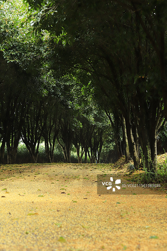 杭州滨江的桂花小路，满是落花图片素材
