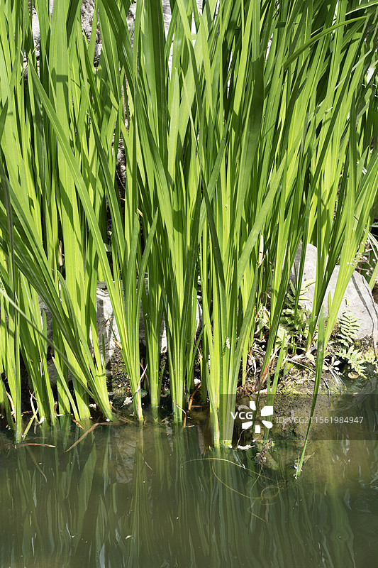 池塘的芦苇图片素材