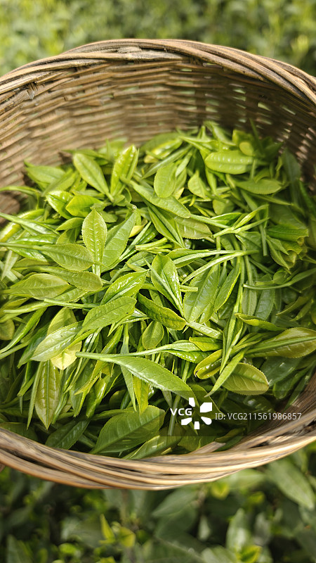 一筐白茶图片素材