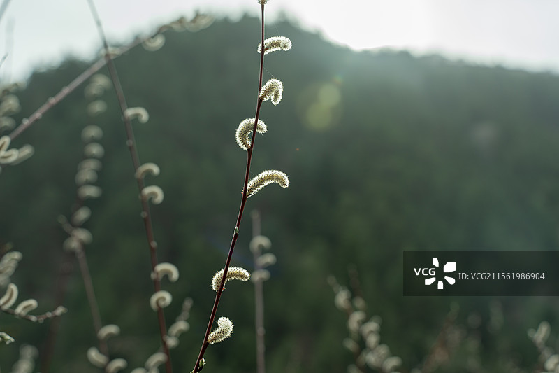 4月九寨沟中的植物图片素材